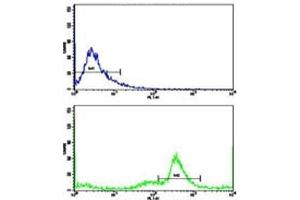 Flow cytometric analysis of MDA-231 cells using C5 antibody (green) compared to a negative control (blue).