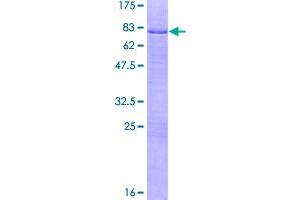 Image no. 1 for Myeloid Cell Nuclear Differentiation Antigen (MNDA) (AA 1-407) protein (GST tag) (ABIN1311108)