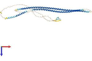 AlphaFold protein structure predicition of Human Recombinant KRT8 Protein, UniprotID P05787