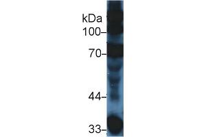 Western Blot; Sample: Mouse Serum; Primary Ab: 5µg/ml Rabbit Anti-Mouse C3a Antibody Second Ab: 0. (C3a anticorps  (AA 671-748))