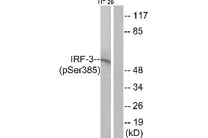 Western blot analysis of extracts from HT-29 cells, treated with insulin (0. (IRF3 anticorps  (pSer385))