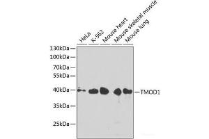 Western blot analysis of extracts of various cell lines using TMOD1 Polyclonal Antibody at dilution of 1:1000. (Tropomodulin 1 anticorps)