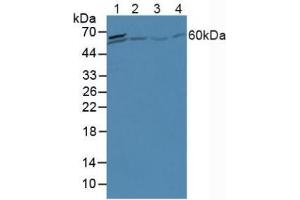 Figure. (A1CF anticorps  (AA 389-587))