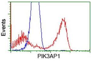 Image no. 2 for anti-phosphoinositide-3-Kinase Adaptor Protein 1 (PIK3AP1) antibody (ABIN1496826) (PIK3AP1 anticorps)