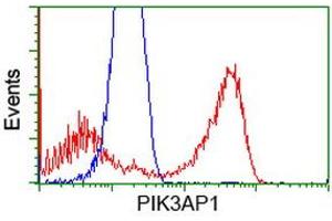 Image no. 2 for anti-phosphoinositide-3-Kinase Adaptor Protein 1 (PIK3AP1) antibody (ABIN1496826) (PIK3AP1 anticorps)