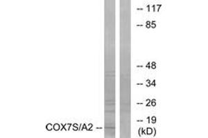 Western blot analysis of extracts from rat heart cells, using COX7S/A2 Antibody. (COX7S/A2 (AA 1-50) anticorps)