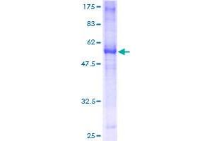 SDS-PAGE (SDS) image for Tumor Necrosis Factor Receptor Superfamily, Member 14 (TNFRSF14) (AA 38-283) protein (GST tag) (ABIN1323163)