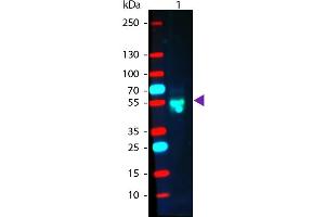 Western Blot of Goat anti-Rabbit IgG Pre-Absorbed Phycoerythrin Conjugated Antibody. (Chèvre anti-Lapin IgG (Heavy & Light Chain) Anticorps (PE) - Preadsorbed)