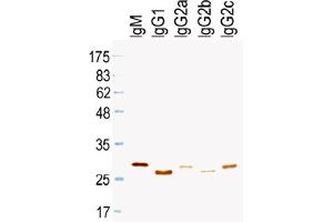 Western Blotting (WB) image for Mouse anti-Rat IgG (Light Chain) antibody (HRP) (ABIN1108834) (Souris anti-Rat IgG (Light Chain) Anticorps (HRP))
