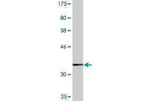 Western Blot detection against Immunogen (36.