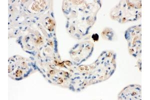 NAP2 was detected in paraffin-embedded sections of human placenta tissues using rabbit anti- NAP2 Antigen Affinity purified polyclonal antibody at 1 μg/mL. (CXCL7 anticorps  (AA 55-128))