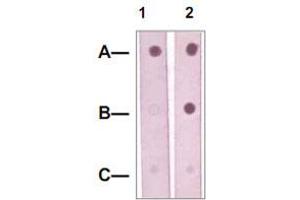 Dot Blot : 1 ug peptide was blot onto NC membrane. (MAP2K5 anticorps  (pSer311, pThr315))