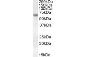 EB08934 (1µg/ml) staining of HeLa lysate (35µg protein in RIPA buffer). (Granulin anticorps  (Internal Region))