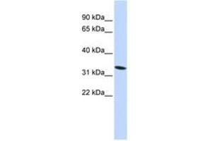 Image no. 1 for anti-High-Mobility Group 20A (HMG20A) (N-Term) antibody (ABIN6742213) (HMG20A anticorps  (N-Term))