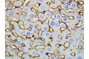 IHC-P: Annexin V antibody testing of rat liver tissue (Annexin V anticorps  (AA 88-102))