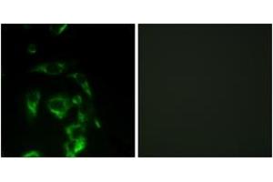 Immunofluorescence (IF) image for anti-Eukaryotic Translation Initiation Factor 4 Gamma, 1 (EIF4G1) (AA 1074-1123) antibody (ABIN2888730) (EIF4G1 anticorps  (AA 1074-1123))