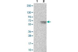 Western blot analysis of Lane 1: Negative control (vector only transfected HEK293T lysate). (CCDC77 anticorps)