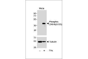 Western blot analysis of lysates from Hela cell line, untreated or treated with T, 200nM, using Phospho-CREB Antibody (upper) or tubulin(lower). (CREB1 anticorps  (pSer133))