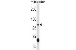 Western Blotting (WB) image for anti-Potassium Voltage-Gated Channel, KQT-Like Subfamily, Member 3 (KCNQ3) antibody (ABIN2998159) (KCNQ3 anticorps)