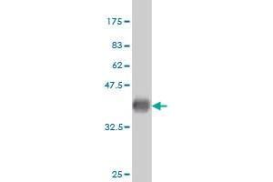 Western Blot detection against Immunogen (36.