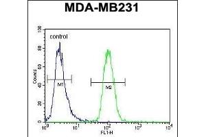 GNL3L Antibody (N-term) (ABIN654998 and ABIN2844632) flow cytometric analysis of MDA-M cells (right histogram) compared to a negative control cell (left histogram). (GNL3L anticorps  (N-Term))