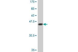 Western Blot detection against Immunogen (38.