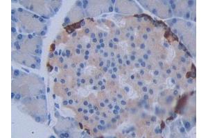 DAB staining on IHC-P; Samples: Rat Pancreas Tissue