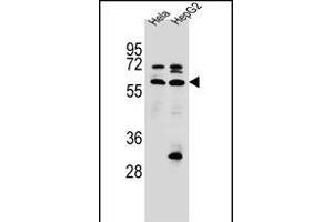 SEPN1 Antibody (C-term) (ABIN656385 and ABIN2845680) western blot analysis in Hela,HepG2 cell line lysates (35 μg/lane). (SEPN1 anticorps  (C-Term))