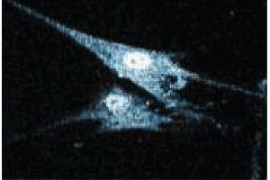 anti-Apoptotic Peptidase Activating Factor 1 (APAF1) (AA 252-445) antibody