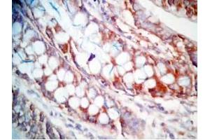 Human colon tissue was stained by Rabbit Anti-CCK (26-33)  (Human,Rat) Antibody
