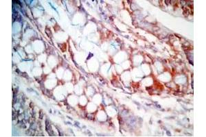 Human colon tissue was stained by Rabbit Anti-CCK (26-33)  (Human,Rat) Antibody (Cholecystokinin anticorps  (non-sulfated))
