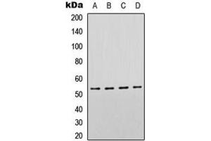 Western blot analysis of p53 expression in HeLa (A), SHSY5Y (B), Raw264. (p53 anticorps  (C-Term))