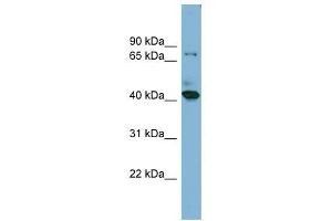 HERPUD2 antibody used at 1 ug/ml to detect target protein.