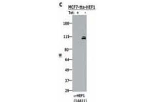 Western blotting using  Monoclonal anti-HEF1 antibody (clone 14A11) shows detection of HEF1 present in MCF-7 cells induced to express HEF1 by tetracycline removal (right lane).