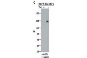 Western blotting using  Monoclonal anti-HEF1 antibody (clone 14A11) shows detection of HEF1 present in MCF-7 cells induced to express HEF1 by tetracycline removal (right lane). (NEDD9 anticorps  (AA 82-398))