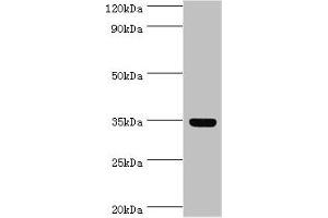 Western blot All lanes: Arginase-1 antibody at 8 μg/mL + Mouse liver tissue Secondary Goat polyclonal to rabbit IgG at 1/10000 dilution Predicted band size: 35, 36, 26 kDa Observed band size: 35 kDa (Liver Arginase anticorps  (AA 1-322))