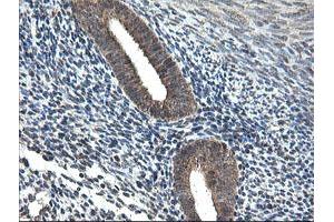 Image no. 1 for anti-Ubiquitin-Conjugating Enzyme E2G 2 (UBE2G2) antibody (ABIN1501631)