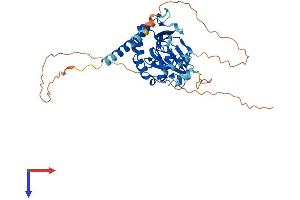 AlphaFold protein structure predicition of Human Recombinant ASPHD1 Protein, UniprotID Q5U4P2