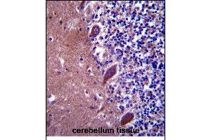 TTC13 Antibody (N-term) (ABIN657597 and ABIN2846596) immunohistochemistry analysis in formalin fixed and paraffin embedded human cerebellum tissue followed by peroxidase conjugation of the secondary antibody and DAB staining. (TTC13 anticorps  (N-Term))