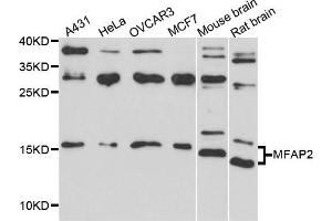 Western blot analysis of extract of various cells, using MFAP2 antibody. (MFAP2 anticorps)