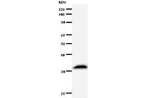 Western Blotting (WB) image for anti-Suppressor of Ty 4 Homolog 1 (SUPT4H1) antibody (ABIN932460) (SUPT4H anticorps)