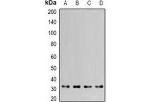 Western blot analysis of HAX1 expression in MCF7 (A), HepG2 (B), mouse kidney (C), mouse brain (D) whole cell lysates. (HAX1 anticorps)