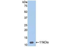 Detection of Recombinant DEFb1, Mouse using Polyclonal Antibody to Defensin Beta 1 (DEFb1) (beta Defensin 1 anticorps  (AA 22-69))