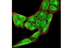 Immunofluorescence analysis of Hela cells using BMP4 mouse mAb (green). (BMP4 anticorps  (AA 277-408))