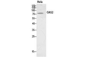 Western Blot (WB) analysis of HeLa cells using OAS2 Polyclonal Antibody. (OAS2 anticorps  (Internal Region))
