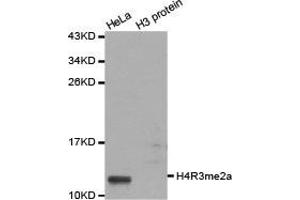 Western blot analysis of extracts of HeLa cell line and H3 protein expressed in E. (Histone 3 anticorps  (2meArg3 (asymetric)))