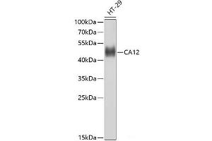 Western blot analysis of extracts of HT-29 cells using CA12 Polyclonal Antibody at dilution of 1:1000. (CA12 anticorps)