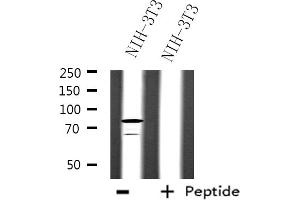 Western blot analysis of extracts from NIH-3T3 cells, using SFRS17A antibody. (SFRS17A anticorps)