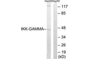 Western blot analysis of extracts from HepG2 cells, using IKK-gamma (Ab-31) Antibody. (IKBKG anticorps  (AA 16-65))