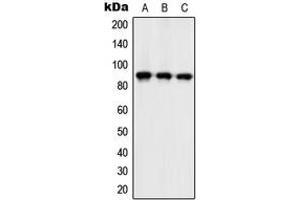 Western blot analysis of ZC3H11A expression in Ramos (A), mouse spleen (B), H9C2 (C) whole cell lysates. (ZC3H11A anticorps  (Center))
